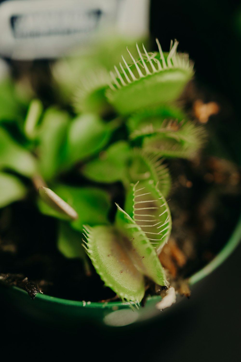 Plante verte en photographie rapprochée