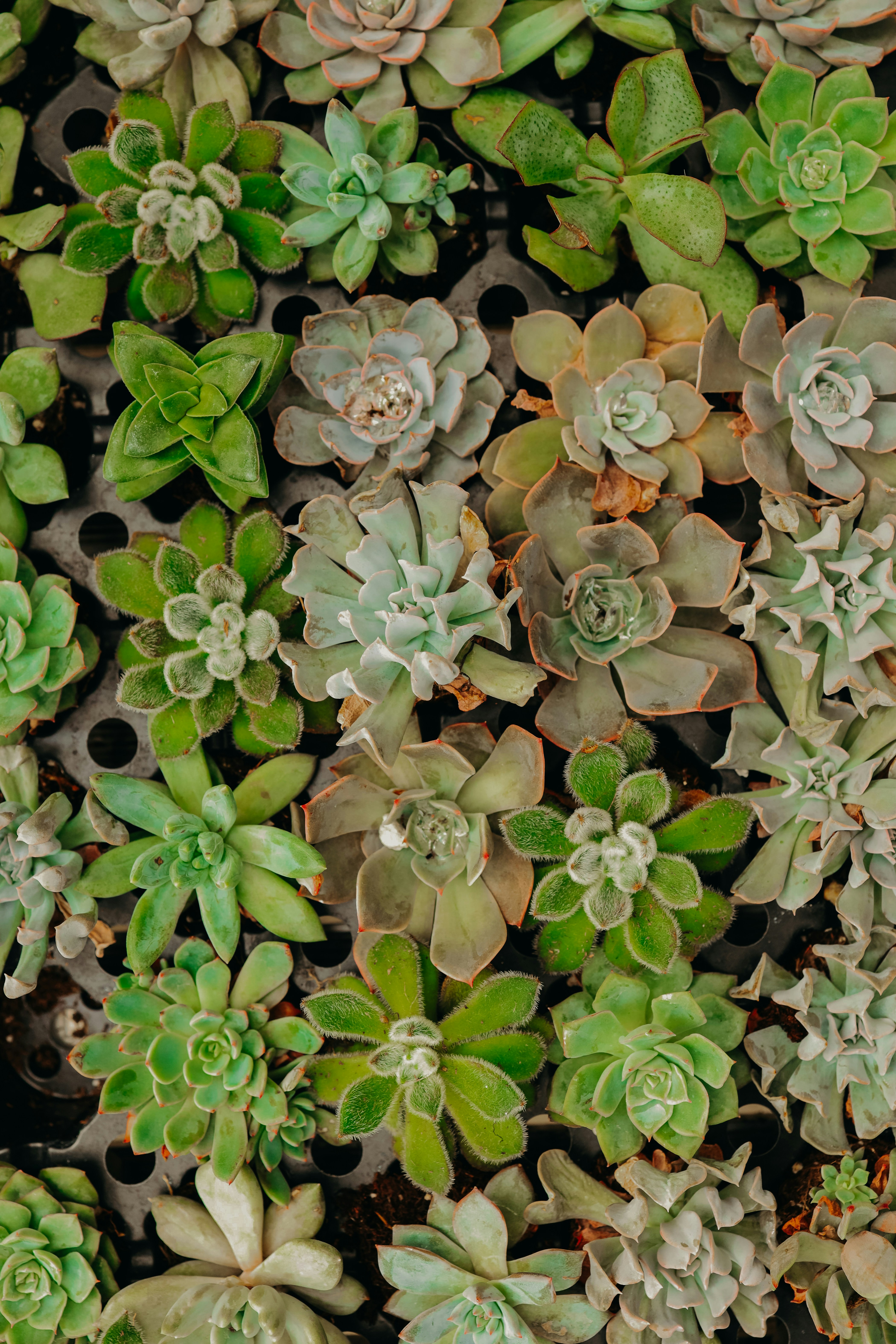 Photo by luismorerat