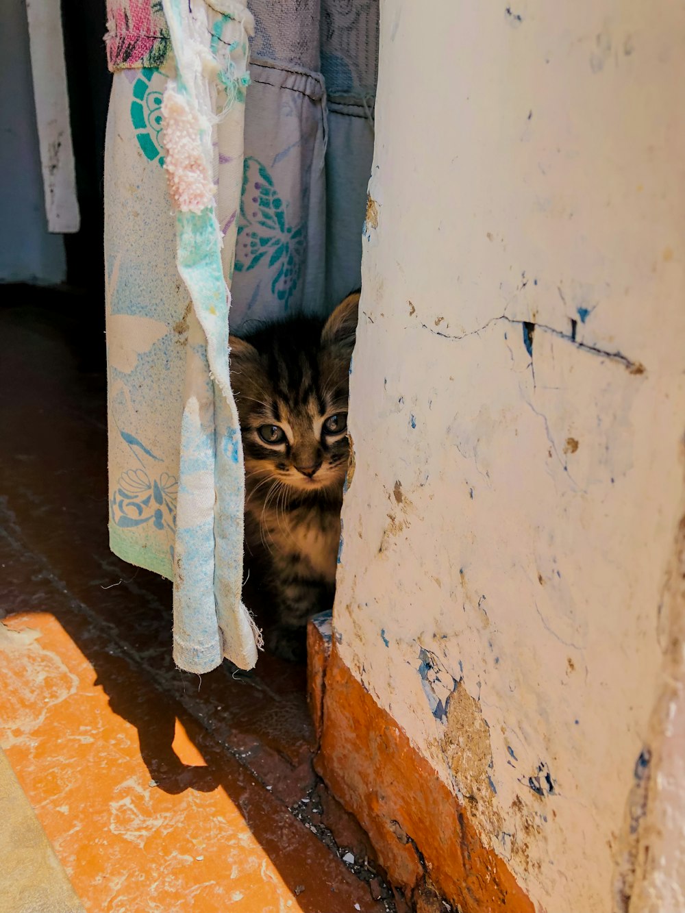 Un pequeño gatito asomándose por detrás de una puerta