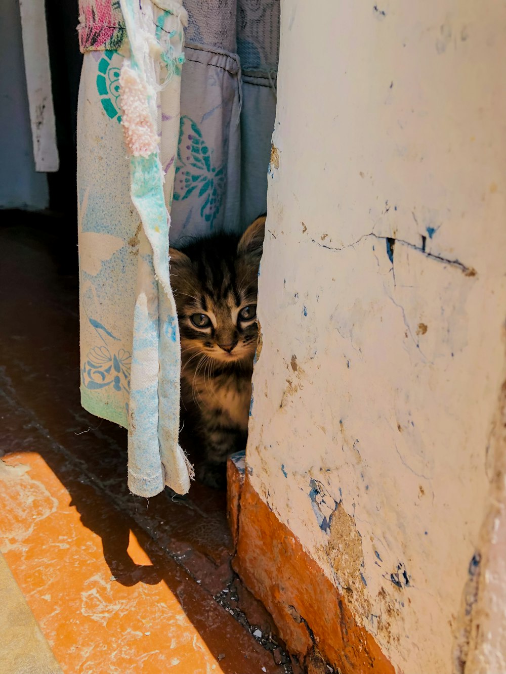 a small kitten peeking out from behind a door