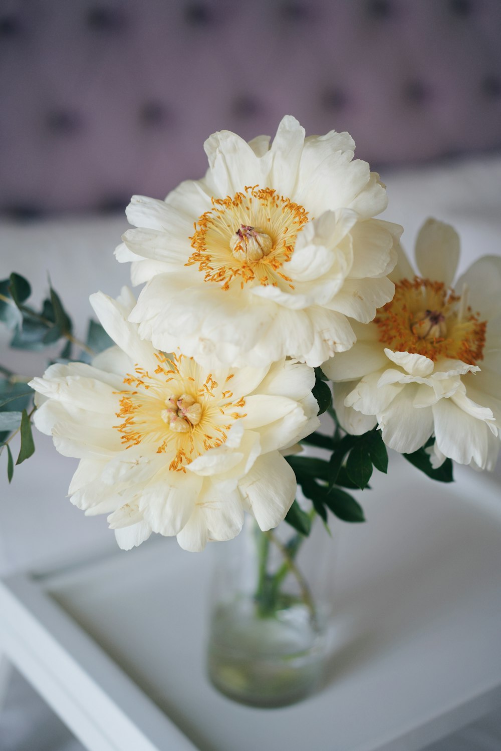 white and yellow flower in close up photography