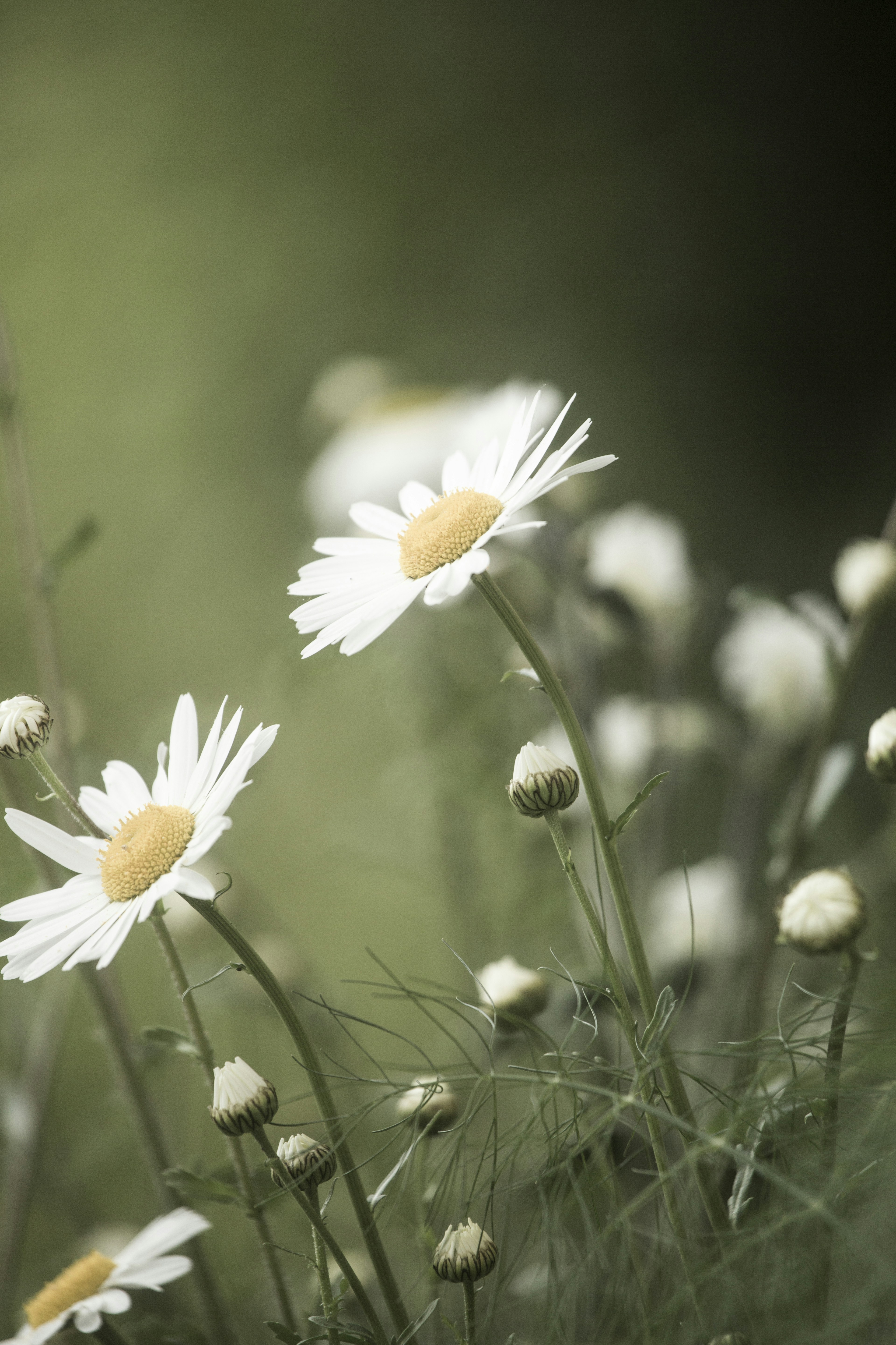 Photo by ditakesphotos