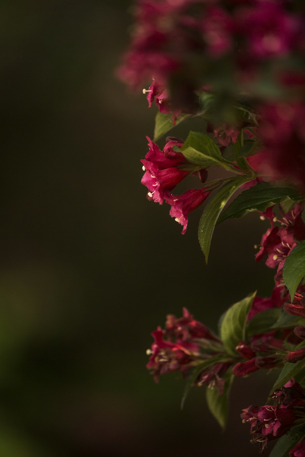 red flowers in tilt shift lens