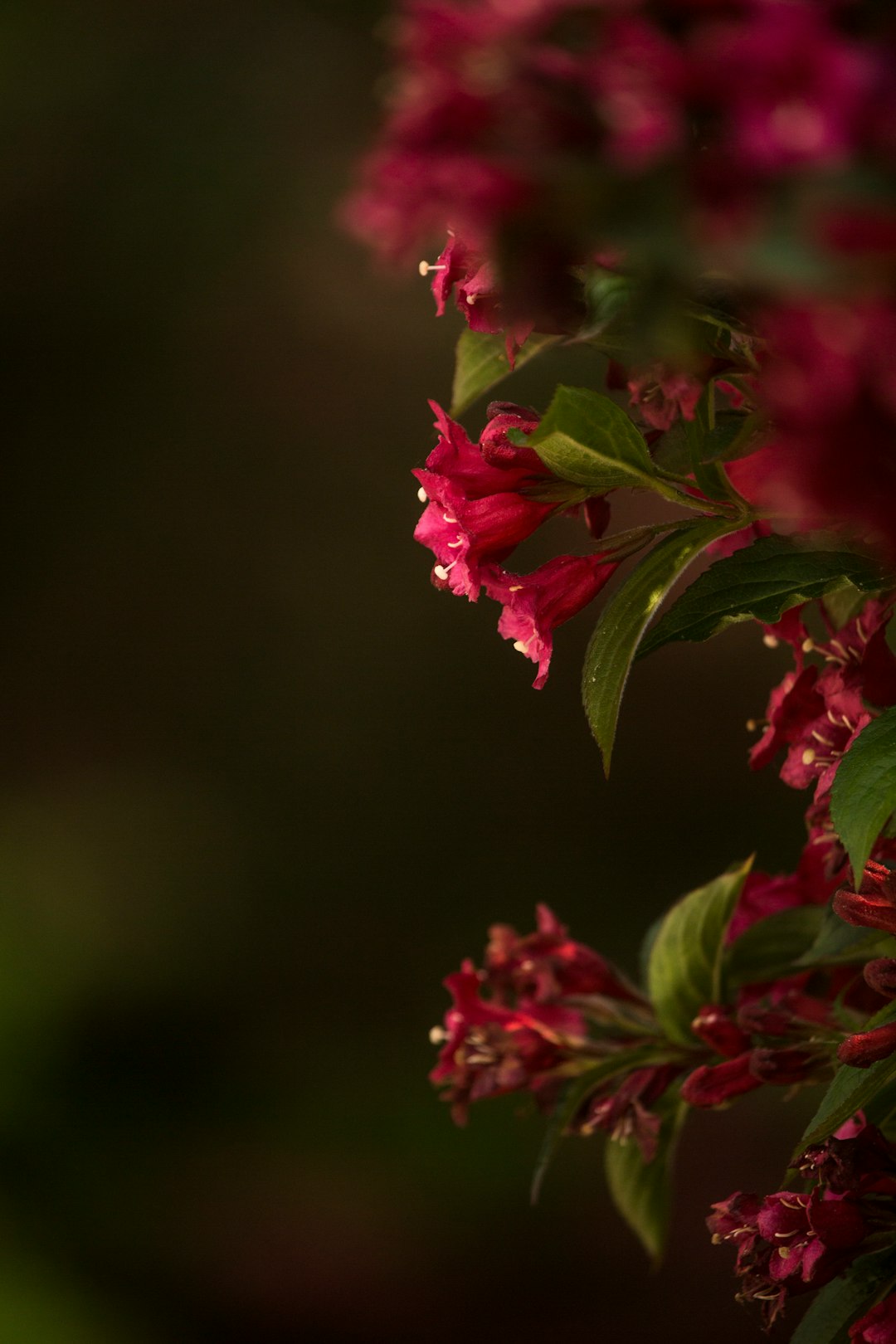 red flowers in tilt shift lens