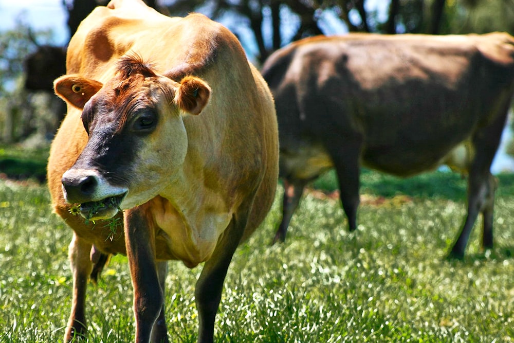 a brown cow standing on top of a lush green field