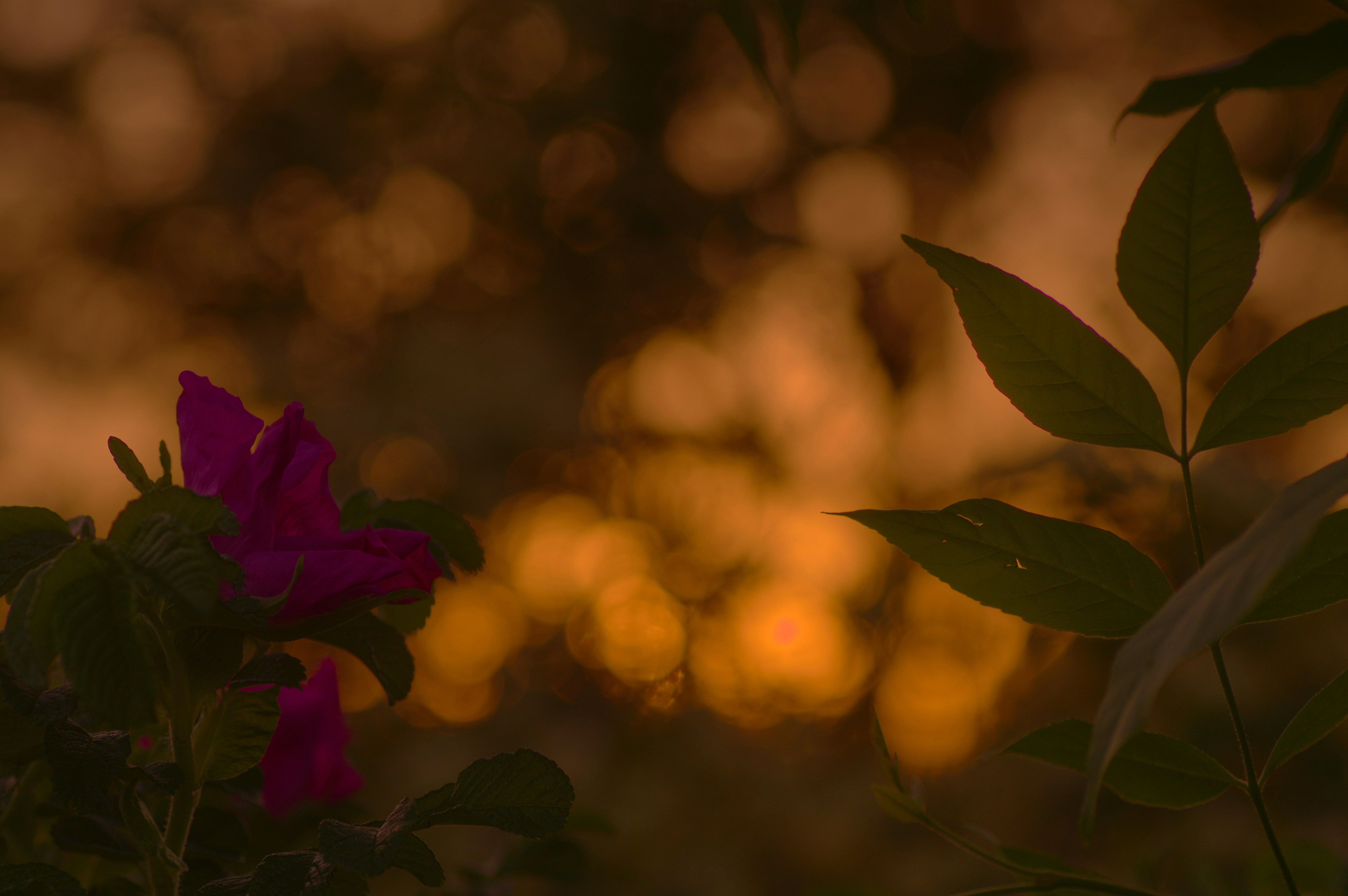 Photo by haplesshermit