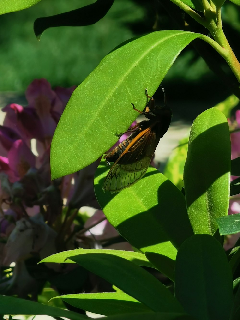 a bug sitting on top of a green leaf