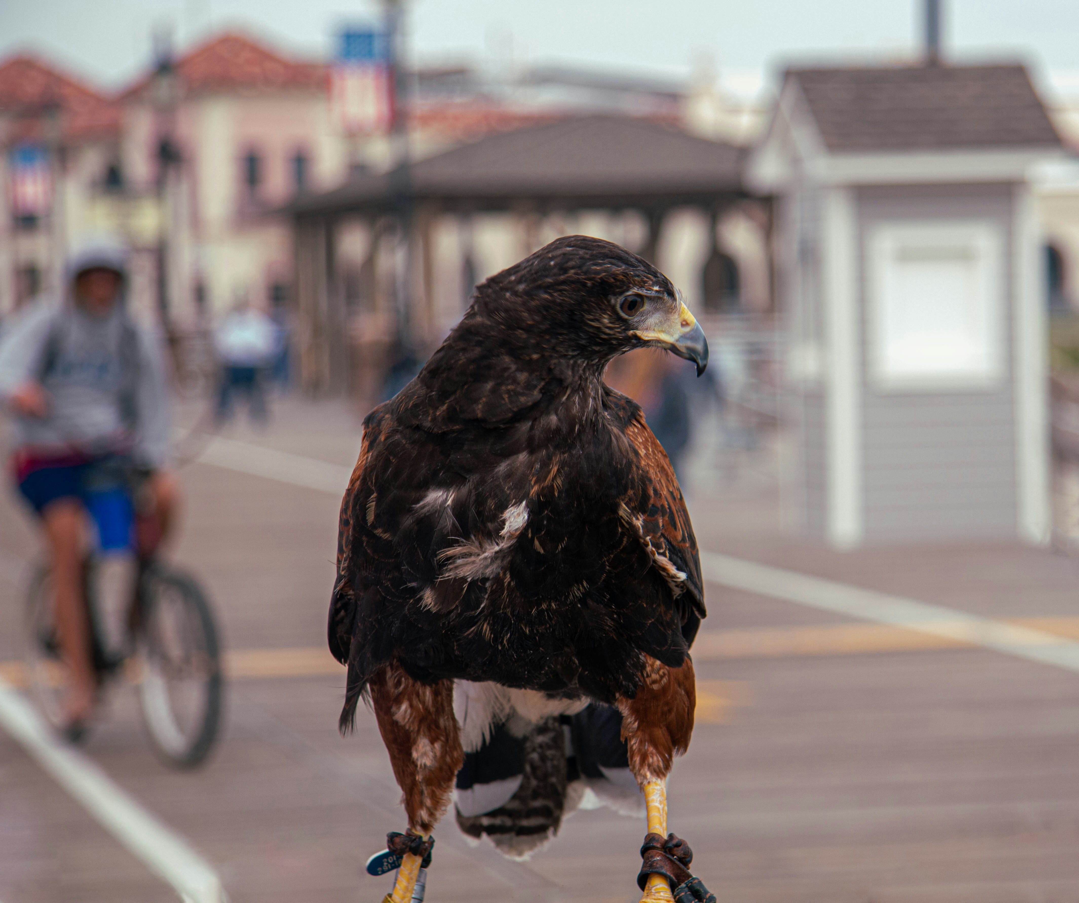 a bird of prey perched on a person's hand