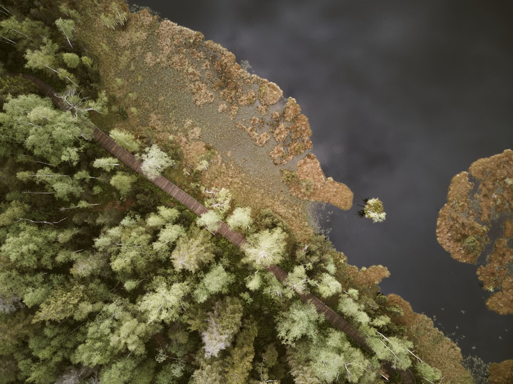 uma vista panorâmica de algumas árvores e um corpo de água