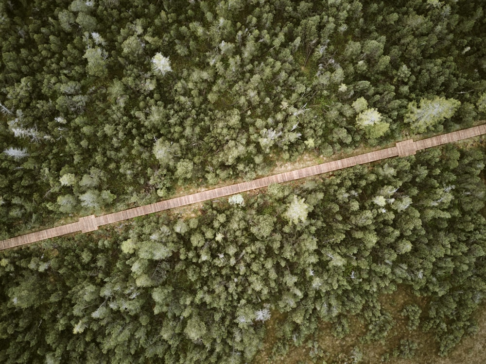 an aerial view of a path in the middle of a forest