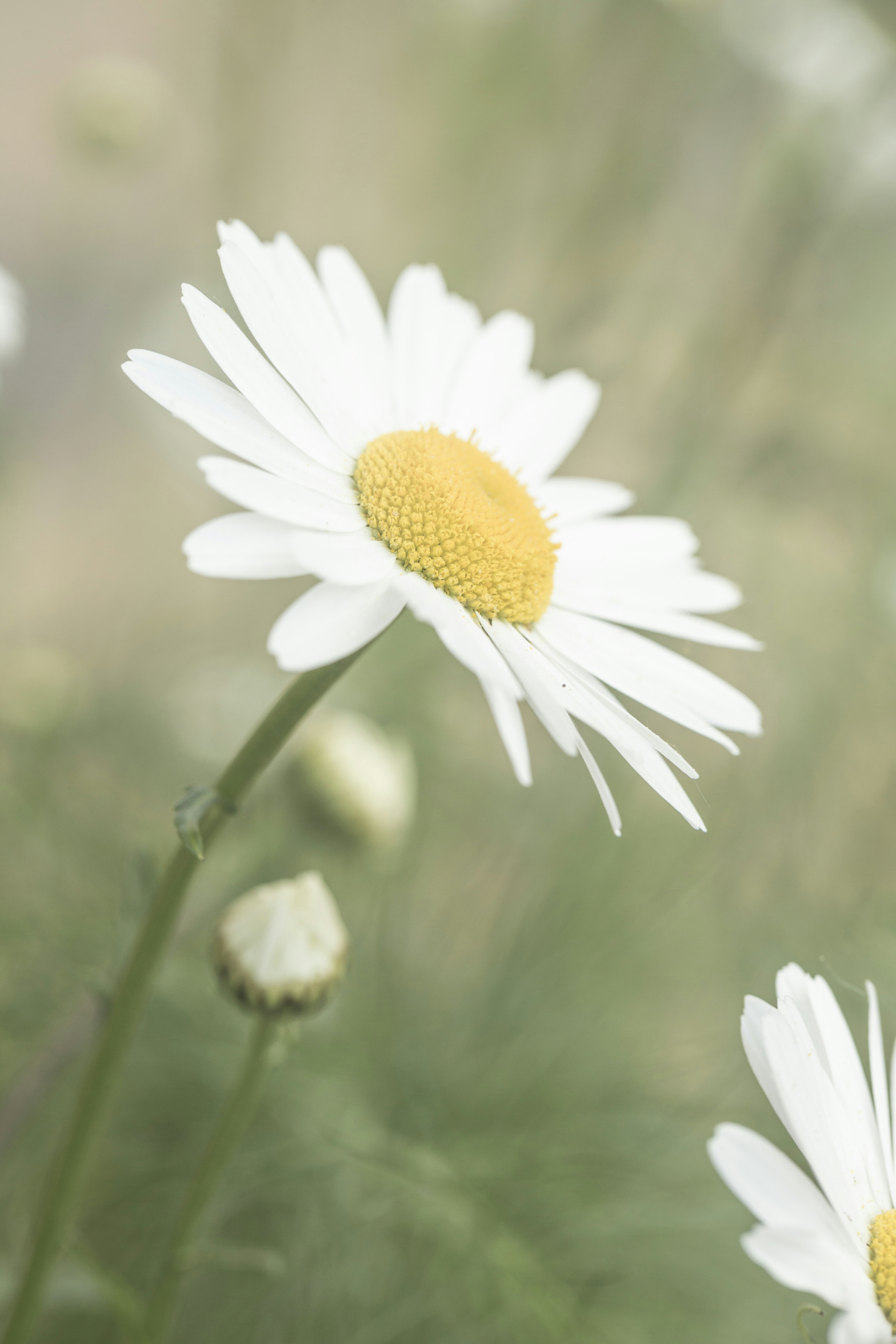 Free Daisy Image on Unsplash