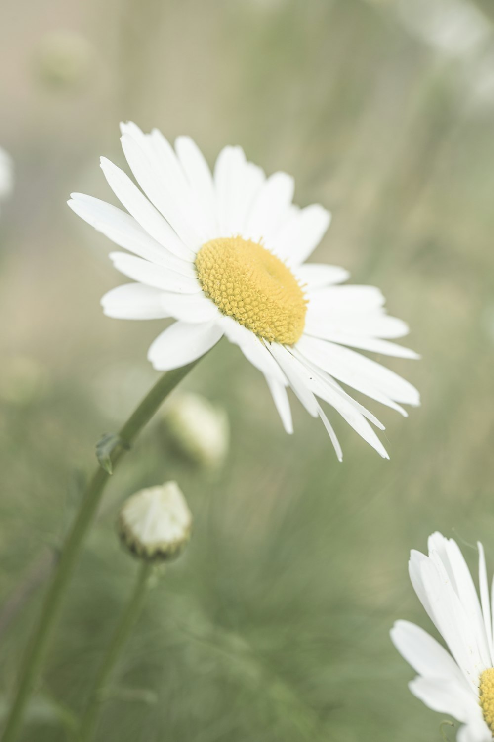 white daisy in bloom during daytime