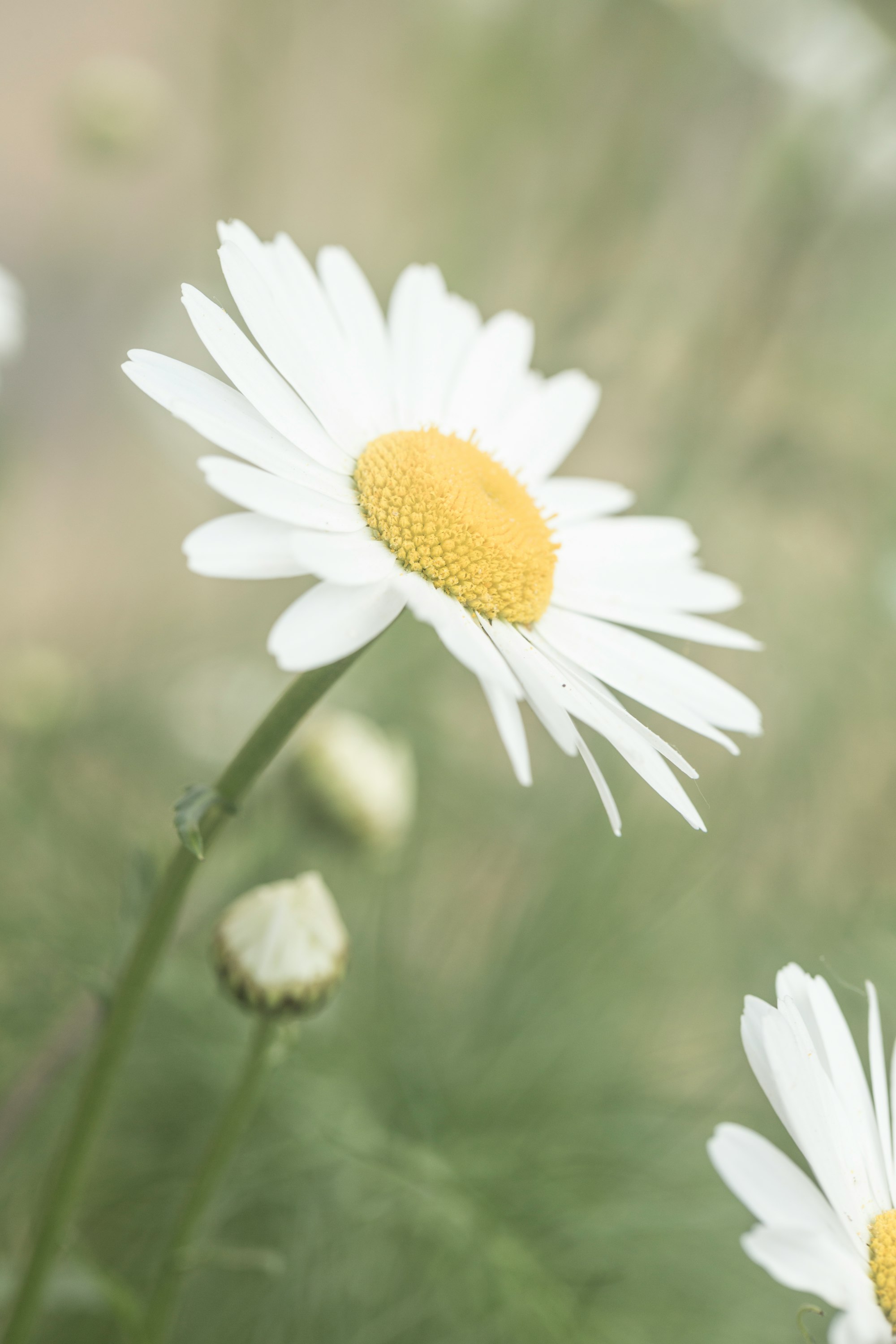 White and yellow daisy flower 