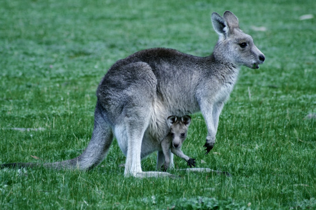 kangaroo