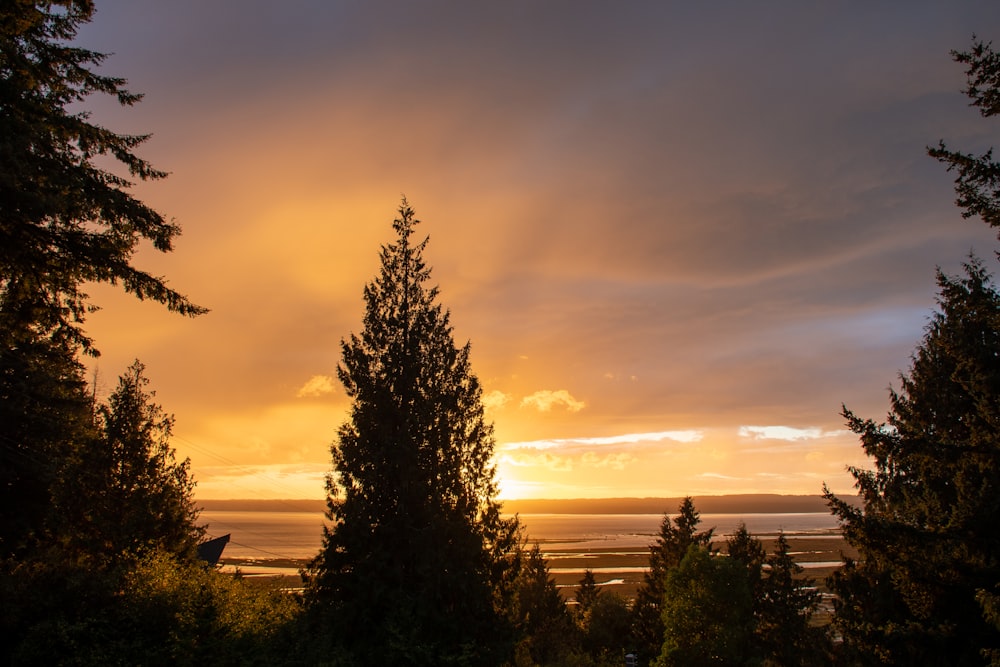 green trees near body of water during sunset