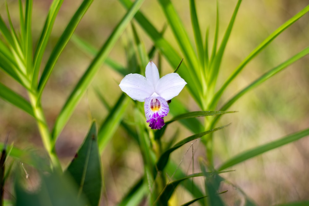 a white and purple flower sitting on top of a lush green field
