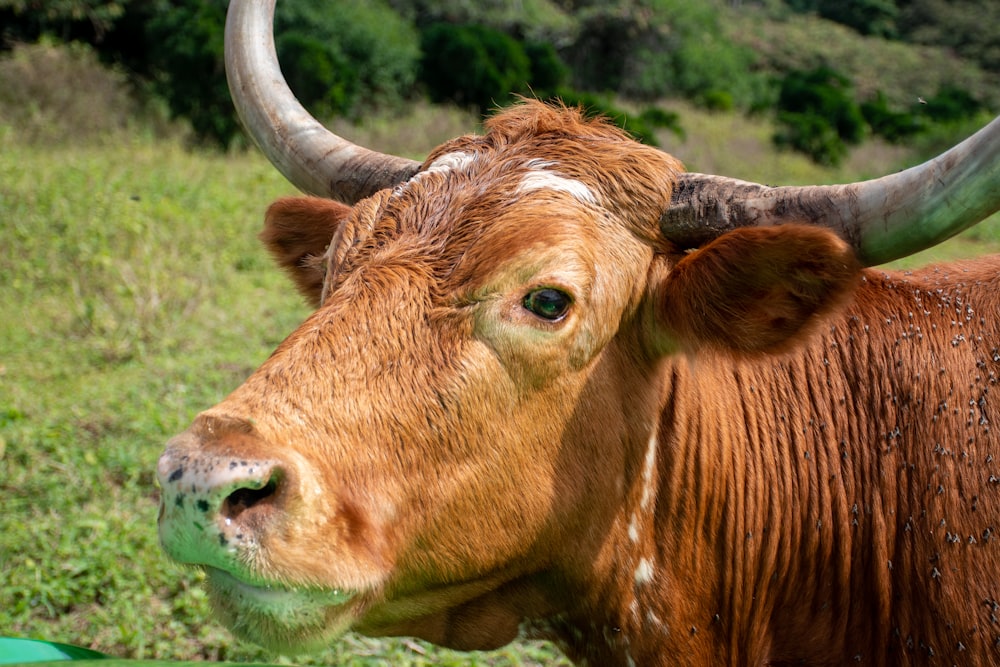 a close up of a brown cow with large horns