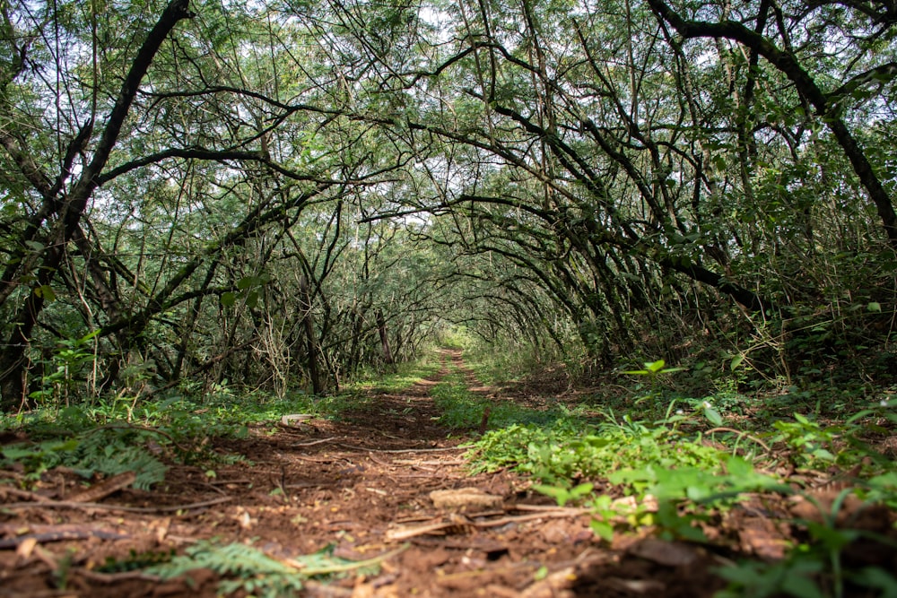 a dirt path in the middle of a forest