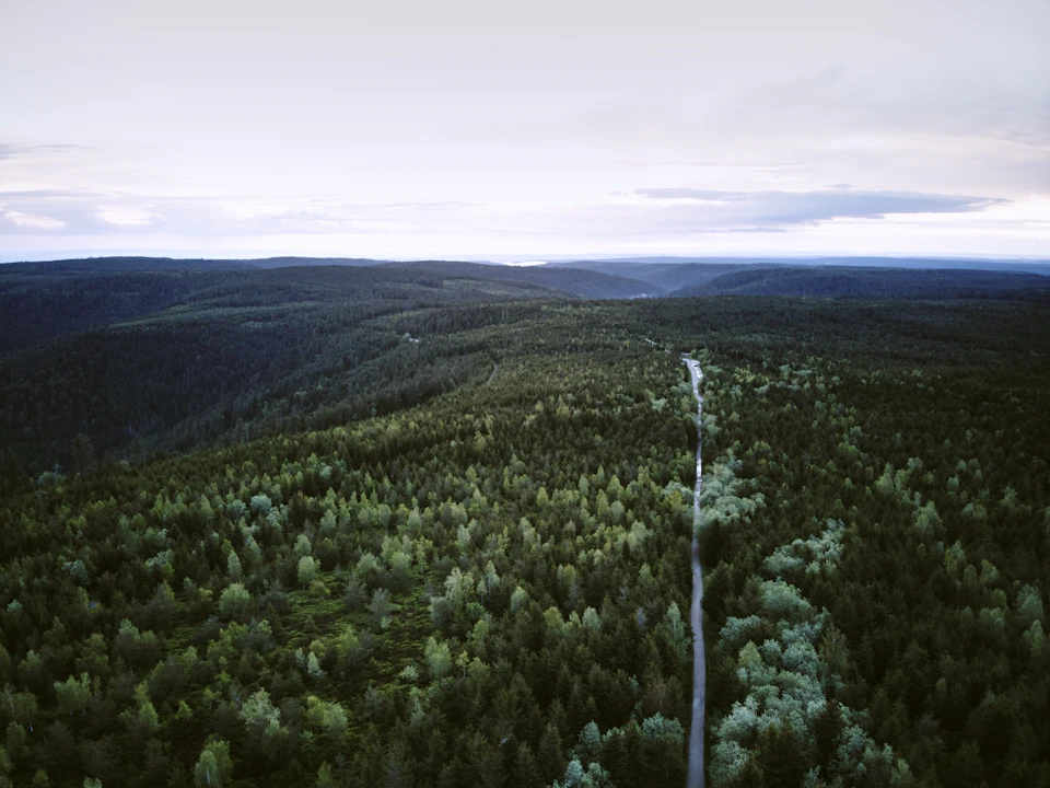 The image presents an aerial view of a winding road cutting through a lush, green forest. The road is flanked by tall trees on both sides and stretches out into the distance, disappearing into the horizon. The sky above is painted with hues of blue, dotted with fluffy white clouds that add depth to the scene. The perspective of the image gives a sense of vastness and tranquility, as if inviting viewers to imagine themselves traveling down this picturesque route amidst nature's beauty.

The road appears to be in good condition, suggesting it has been well-maintained over time. The dense forest surrounding the road is teeming with life, with numerous trees visible on both sides of the road and a variety of green foliage that adds to the overall vibrancy of the scene.