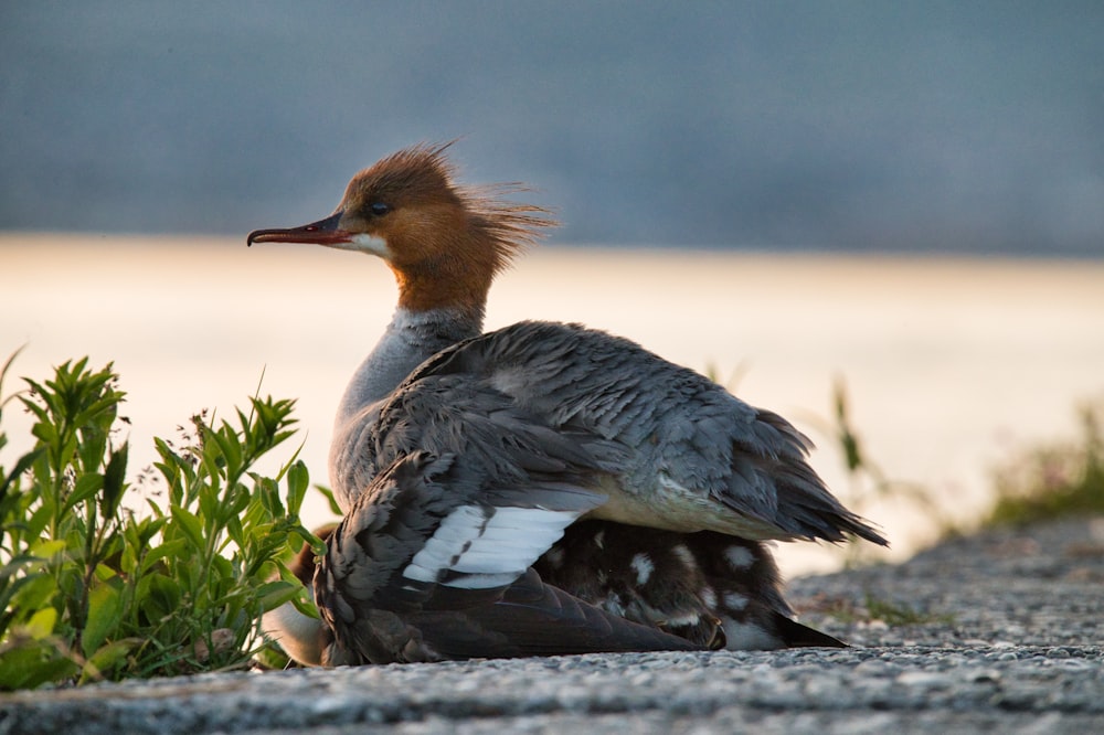 a duck sitting on the ground next to a body of water