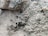 A close-up view of a rough, textured surface composed of what appears to be a combination of soil and small rocks or concrete debris. The surface is uneven and granular, with varying shades and small protrusions.