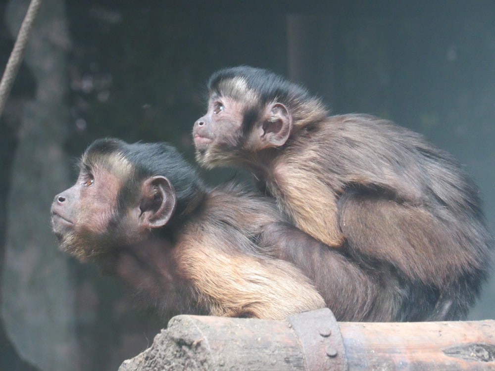 a couple of monkeys sitting on top of a log