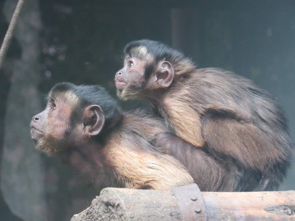 Un par de monos sentados encima de un tronco
