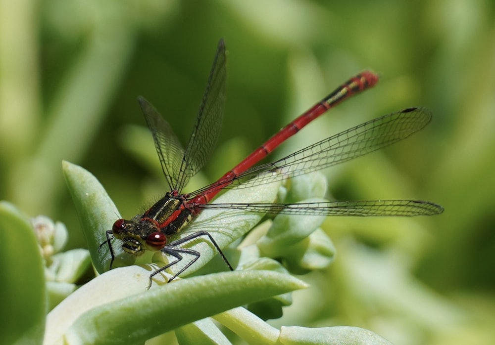 red and black damselfly perched on green leaf in close up photography during daytime