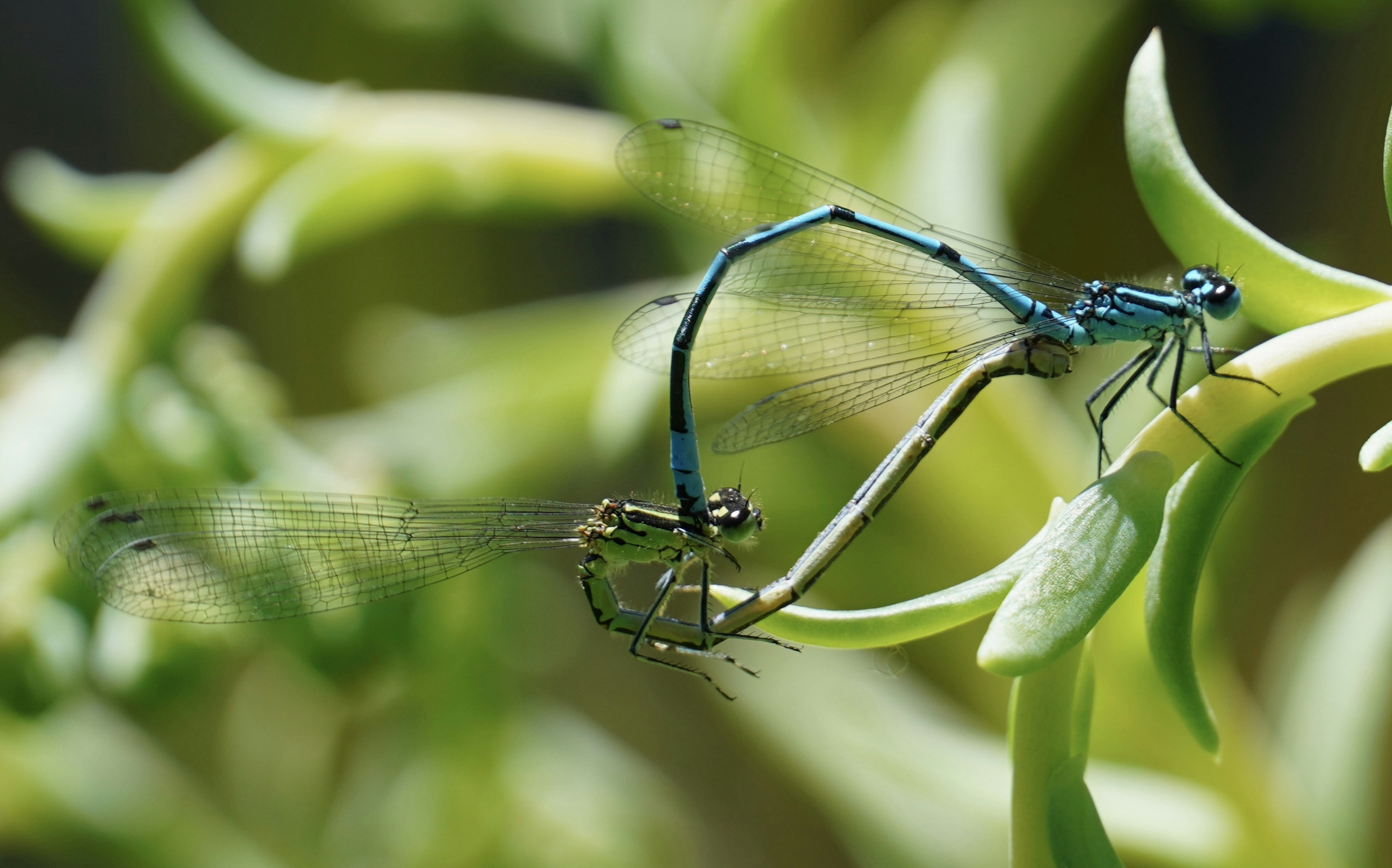 Un couple de libellules bleues assises au sommet d’une plante verte