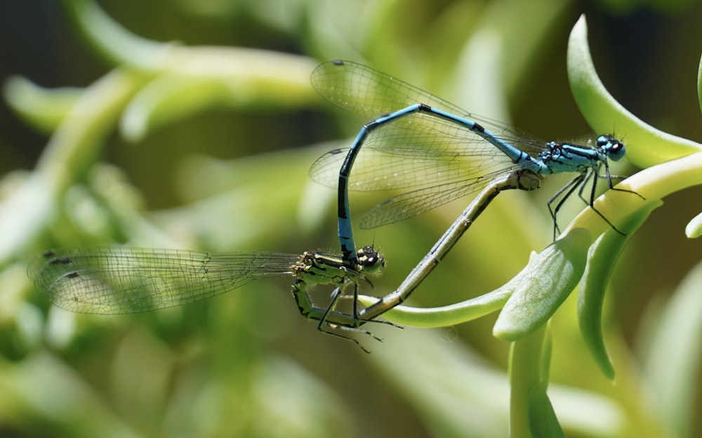 a couple of blue dragonflies sitting on top of a green plant