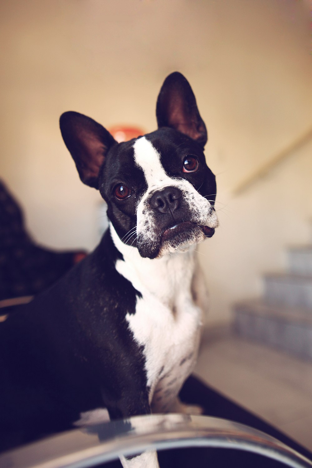 black and white boston terrier