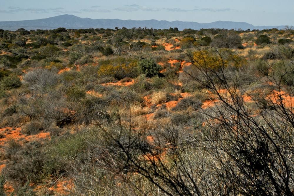 a field with bushes and mountains in the background