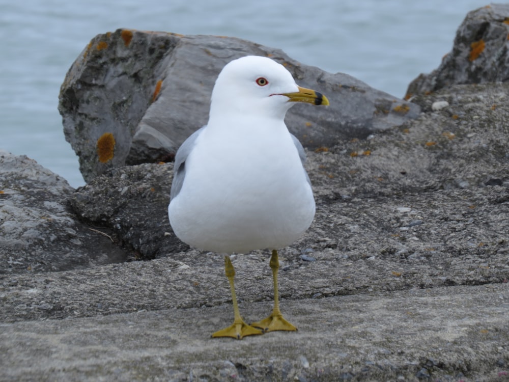 a seagull is standing on a rock by the water