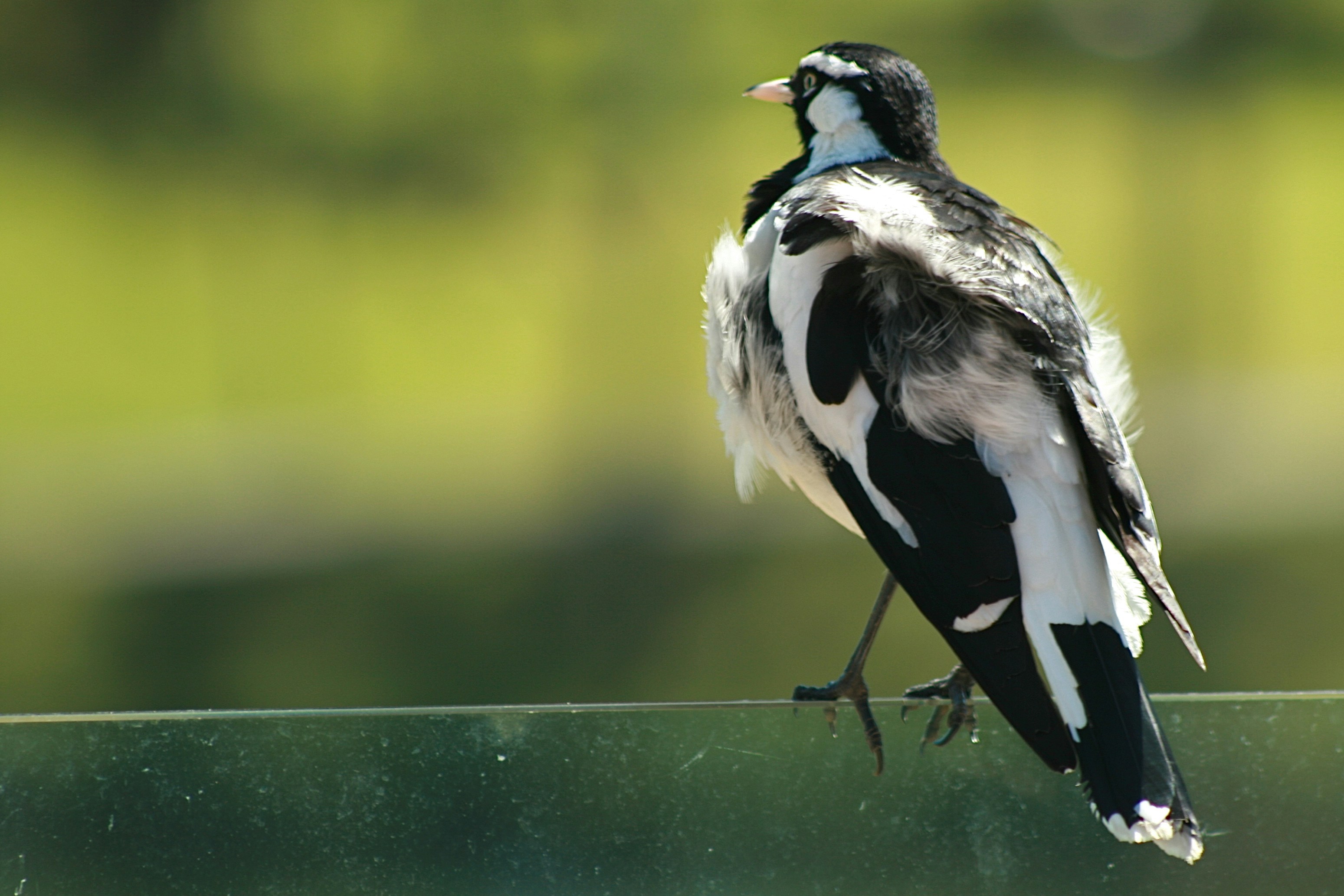 black and white bird on green metal fence during daytime