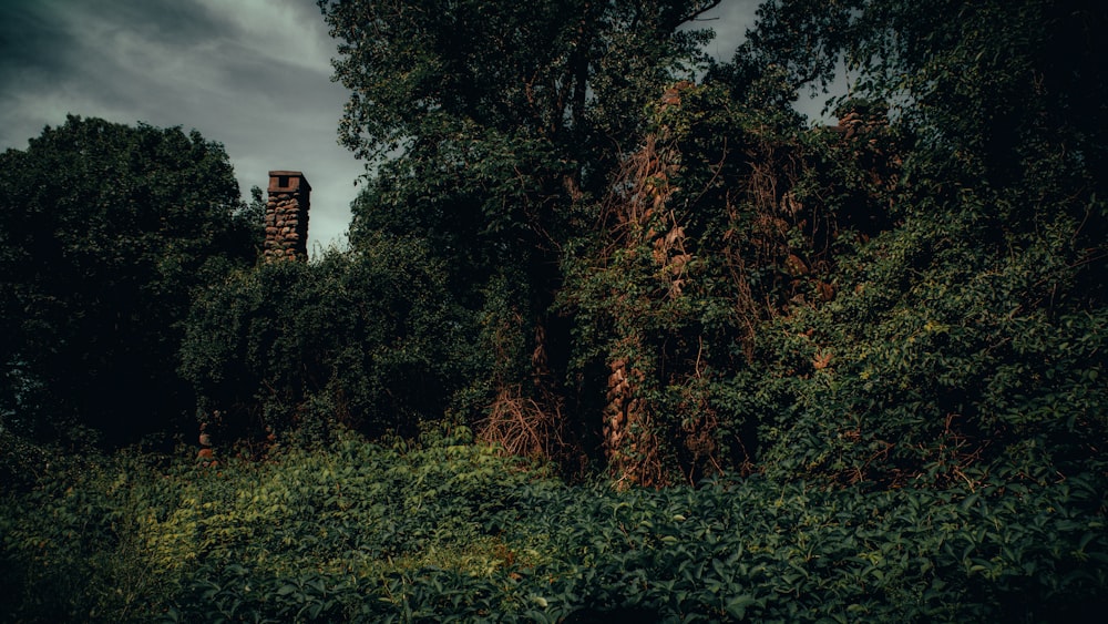 a forest with tall trees and a tower in the background