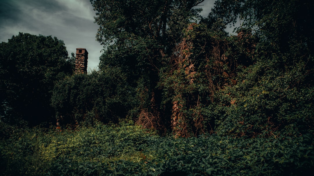 a forest with tall trees and a tower in the background,