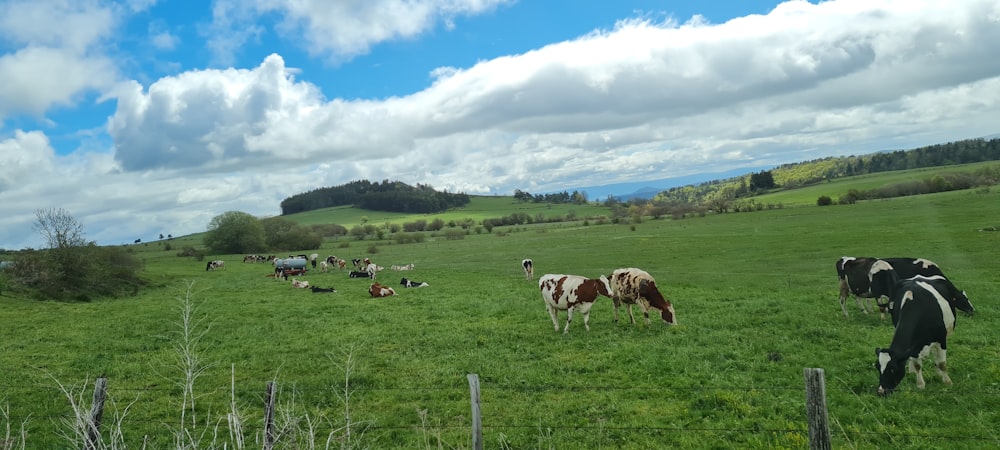 a herd of cows grazing on a lush green field