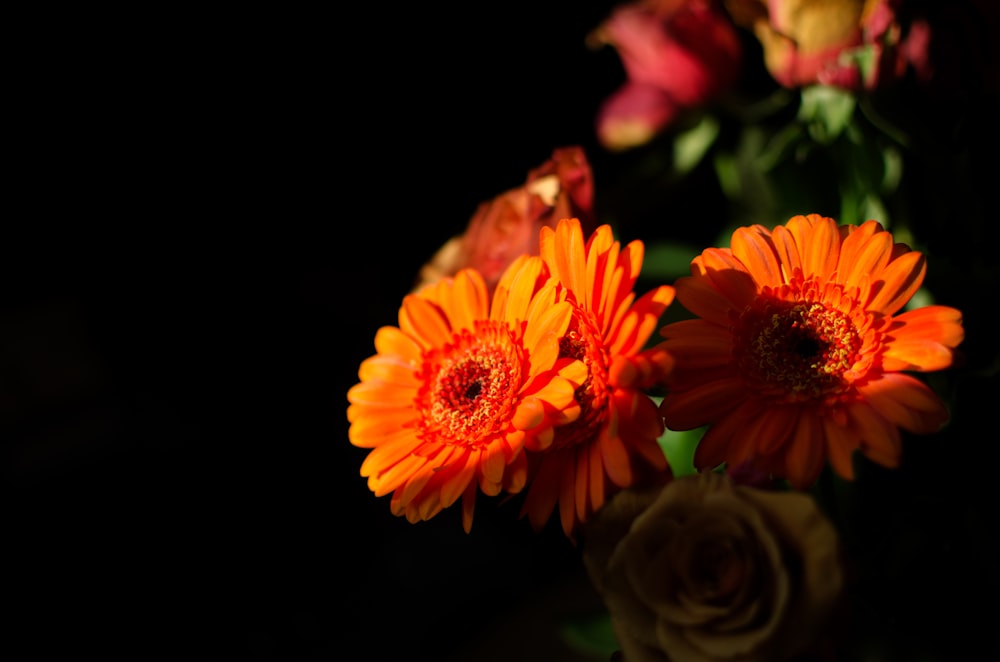 yellow and red flower in close up photography