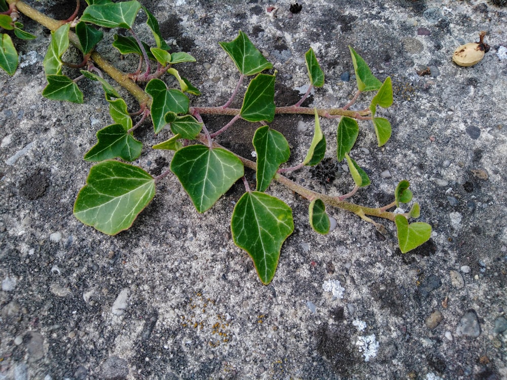 green leaves on gray and black stone