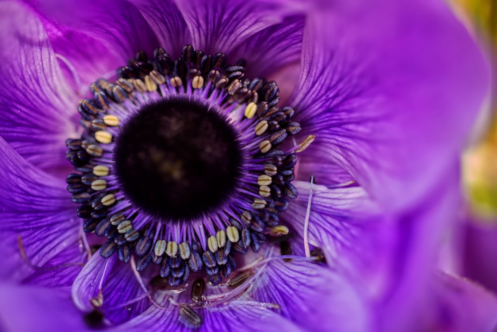 purple and black flower in bloom