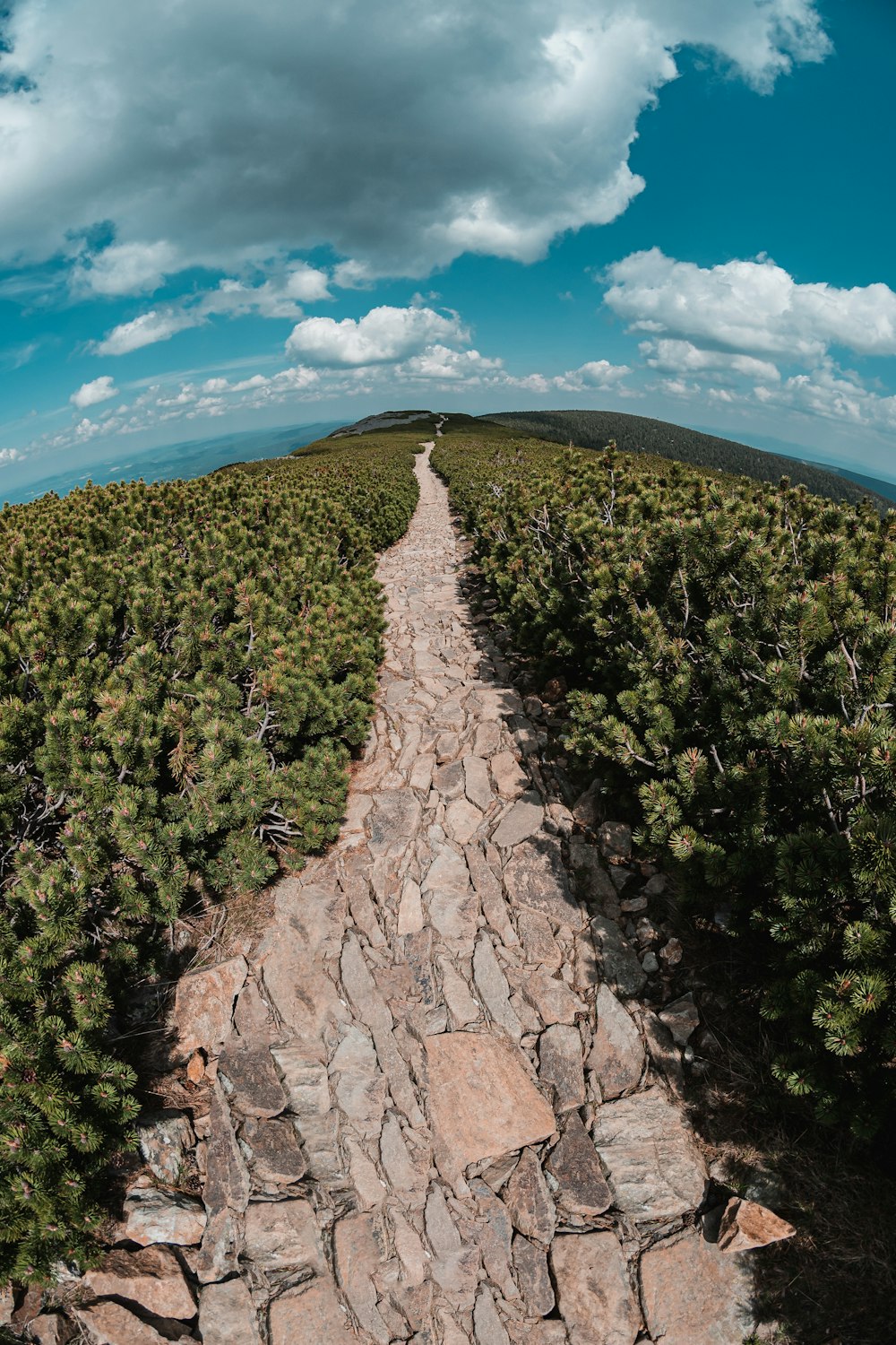 green trees on rocky hill under blue sky during daytime