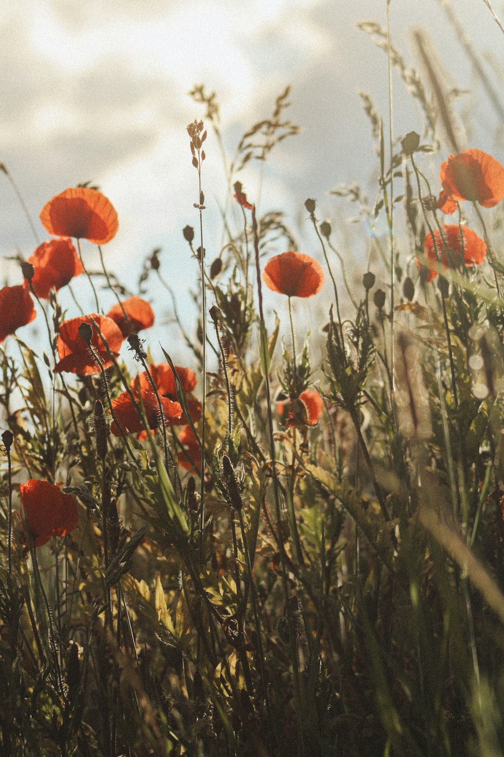 red flowers in tilt shift lens