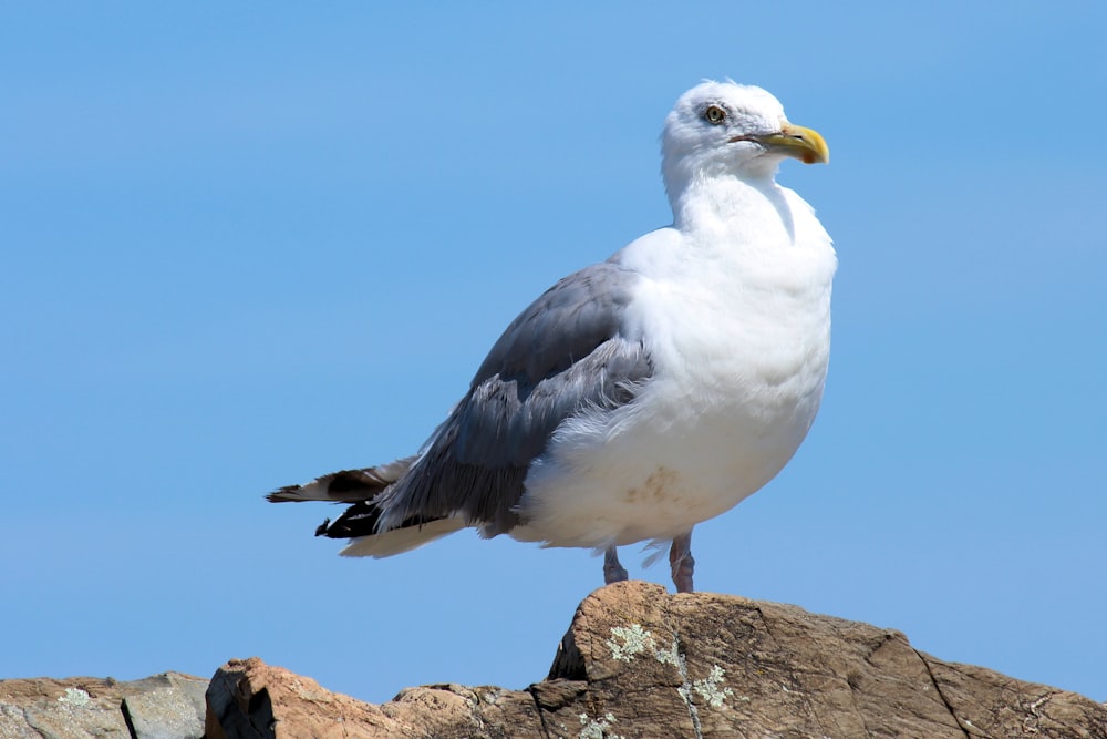 white and gray bird on brown rock