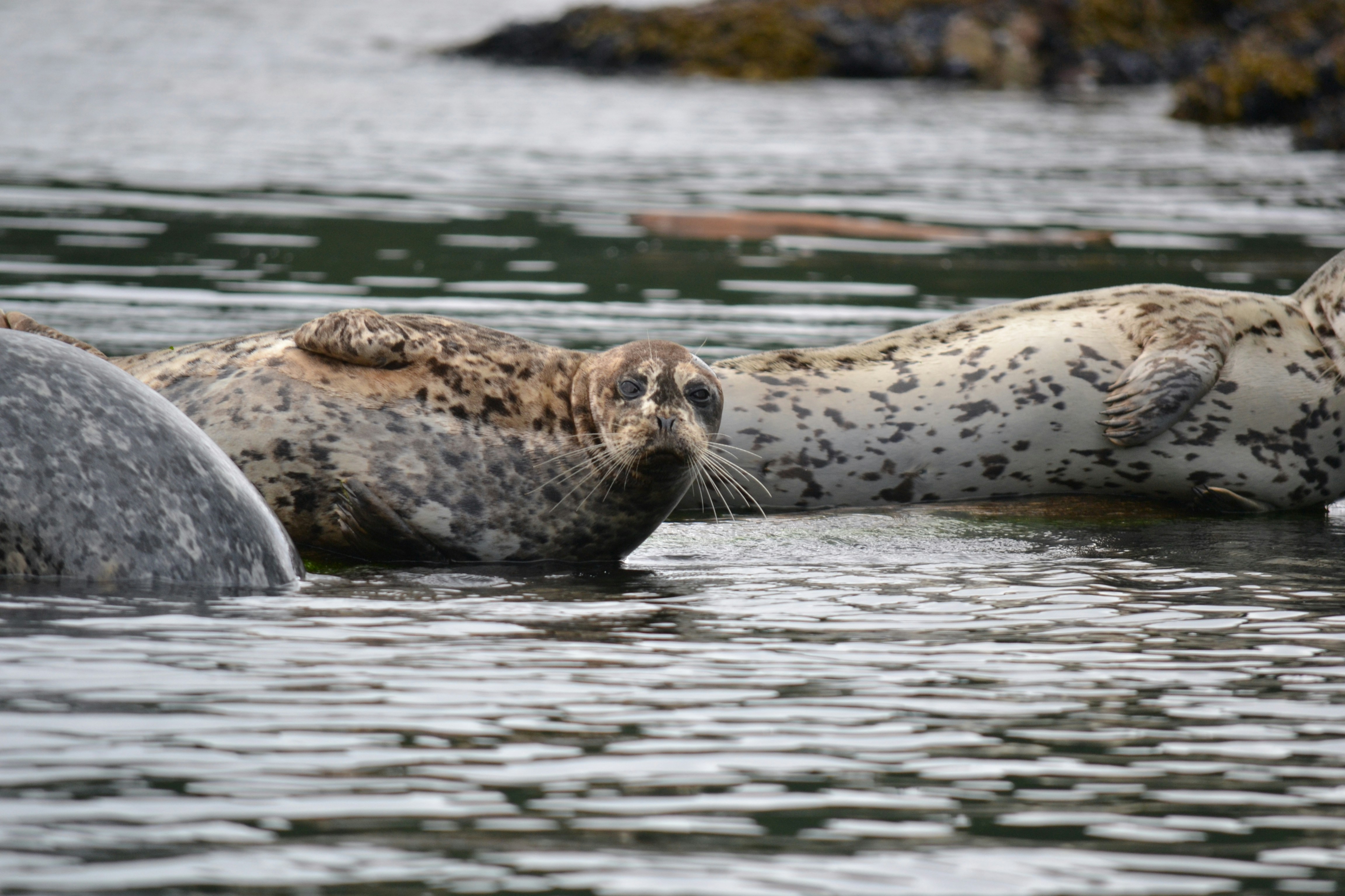 Harbor Seals Making a Comeback (image credits: unsplash)