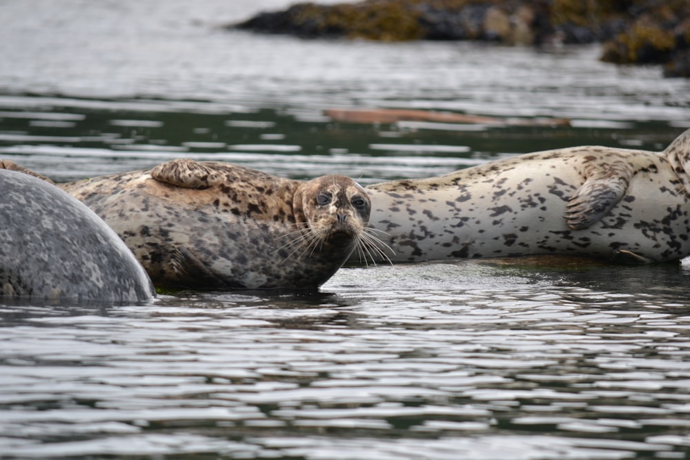 black and white seal on water during daytime