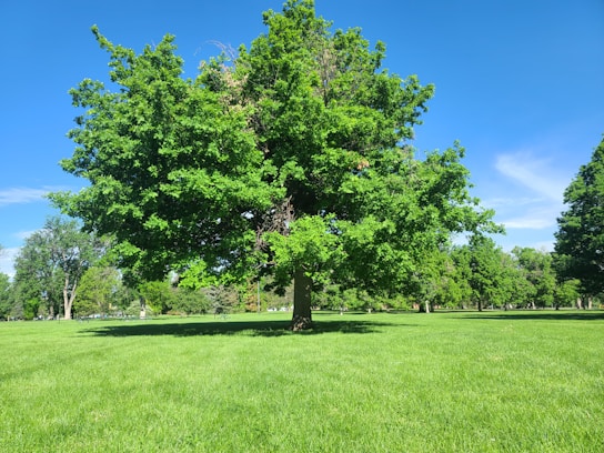 green tree on green grass field during daytime