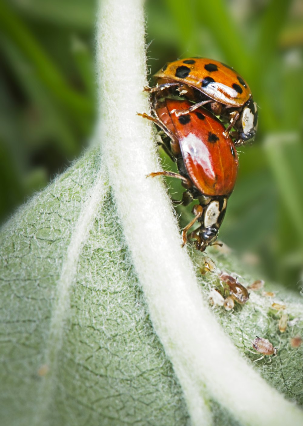 red and black ladybug on green leaf