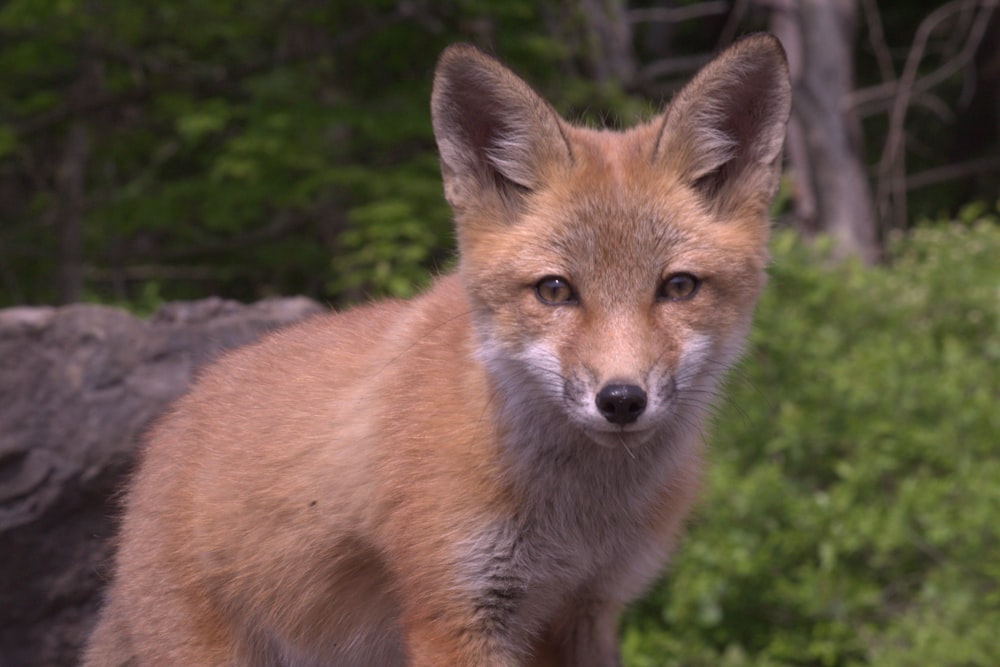 brown fox on gray rock