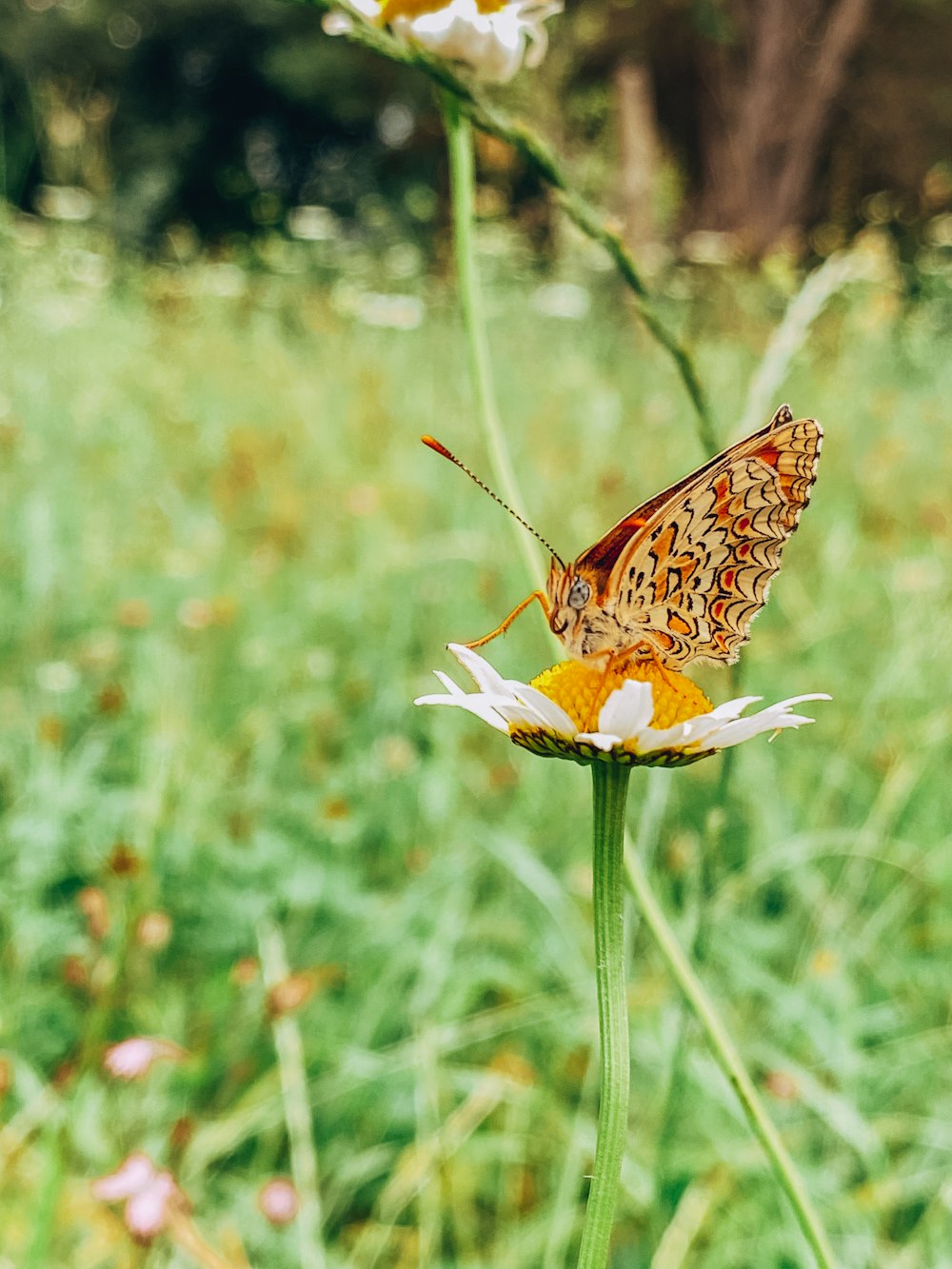 brown and black butterfly on orange flower during daytime