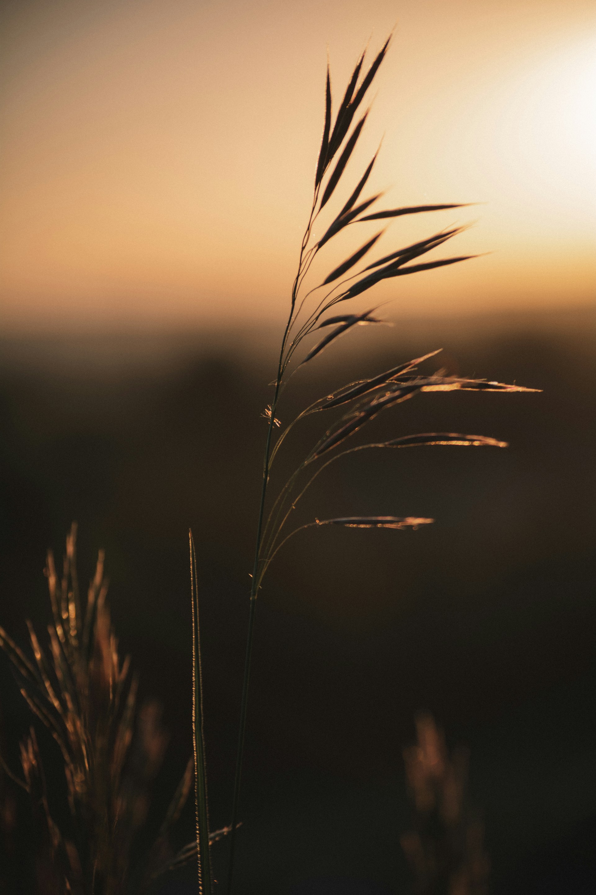 a close up of a plant with the sun in the background